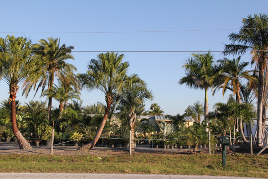 Wholesale Texas Specimen Palm Trees